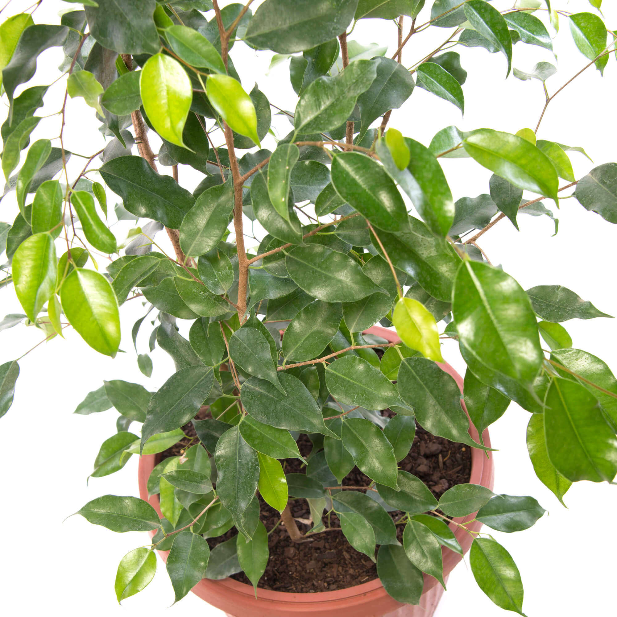 Ficus Benjamina Ex Tica Trio Zoe Nursery