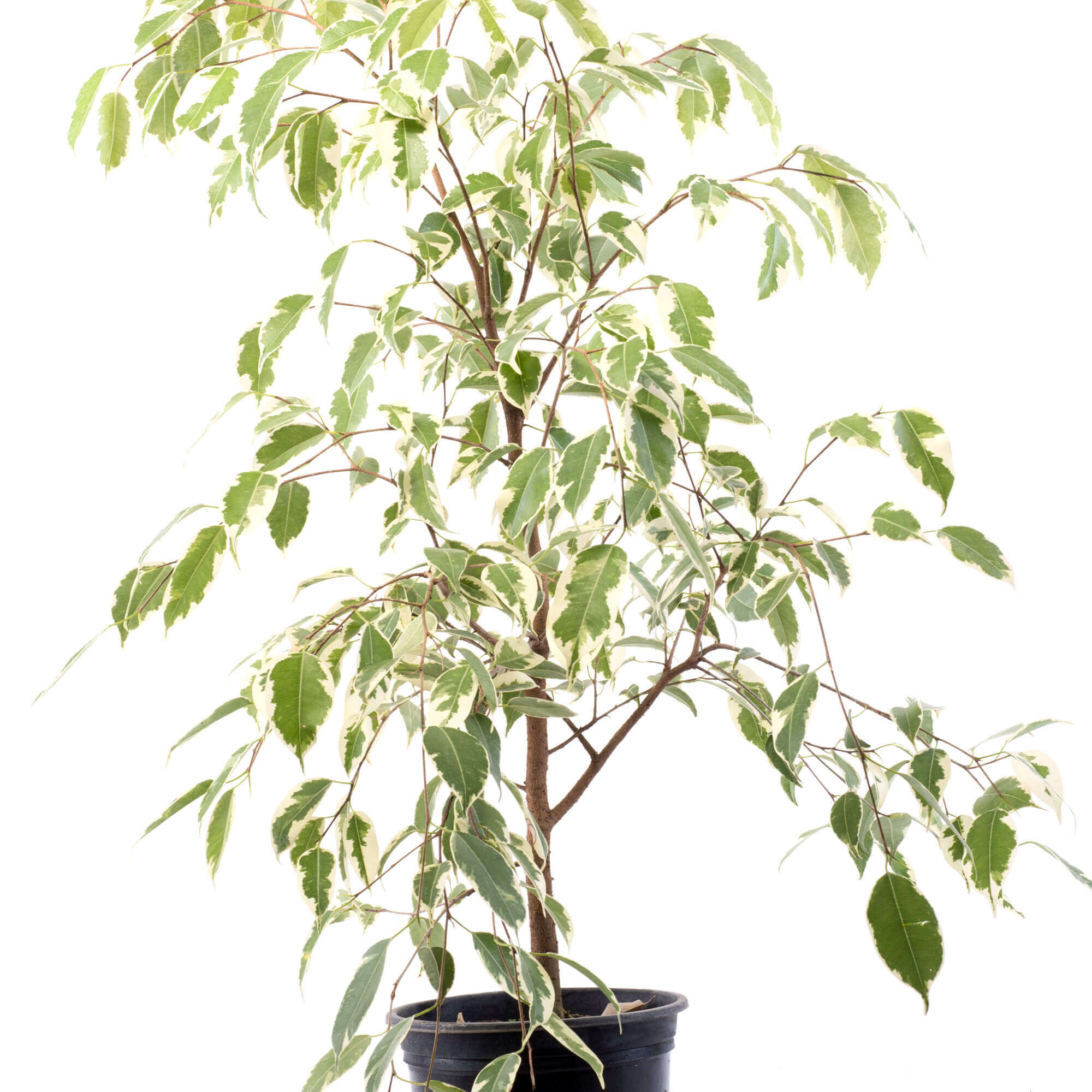 Ficus Benjamina Samantha M Zoe Nursery