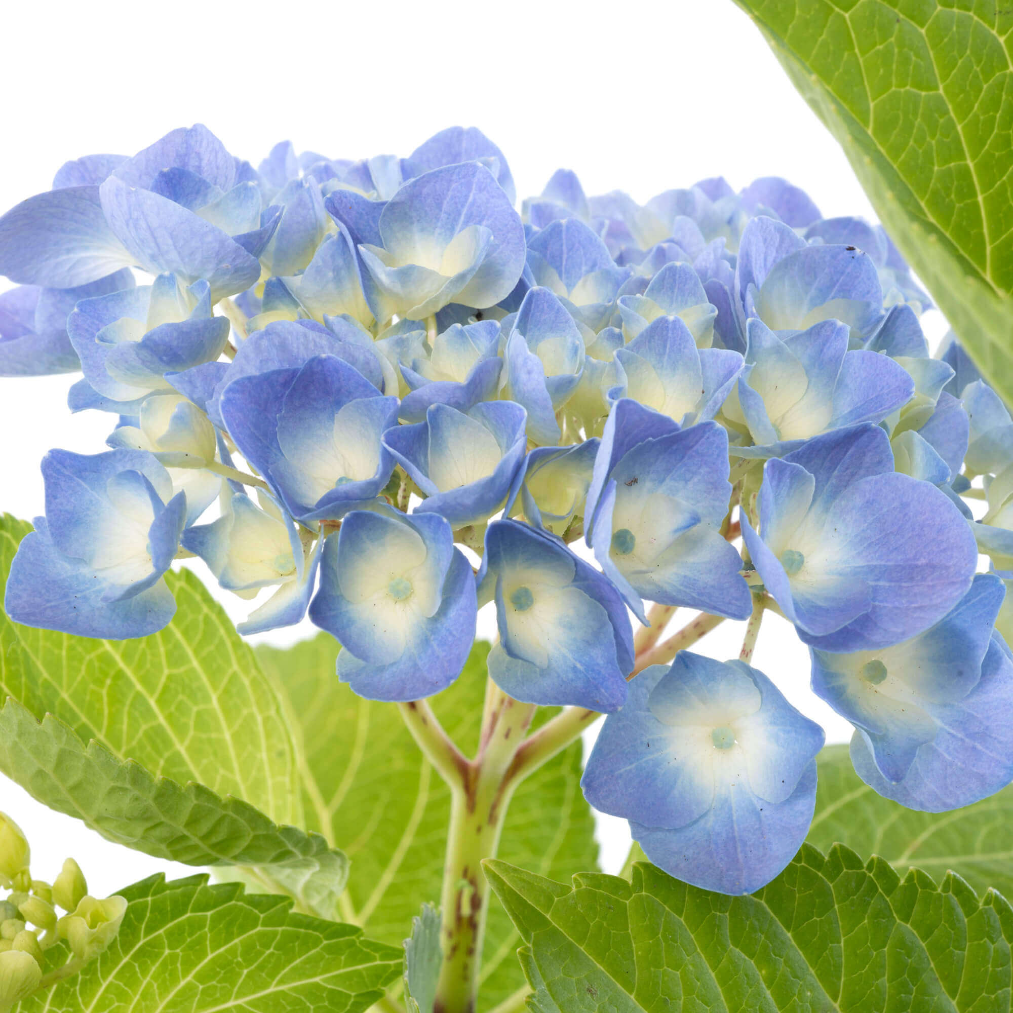 HORTENSIA AZUL Zoe Nursery