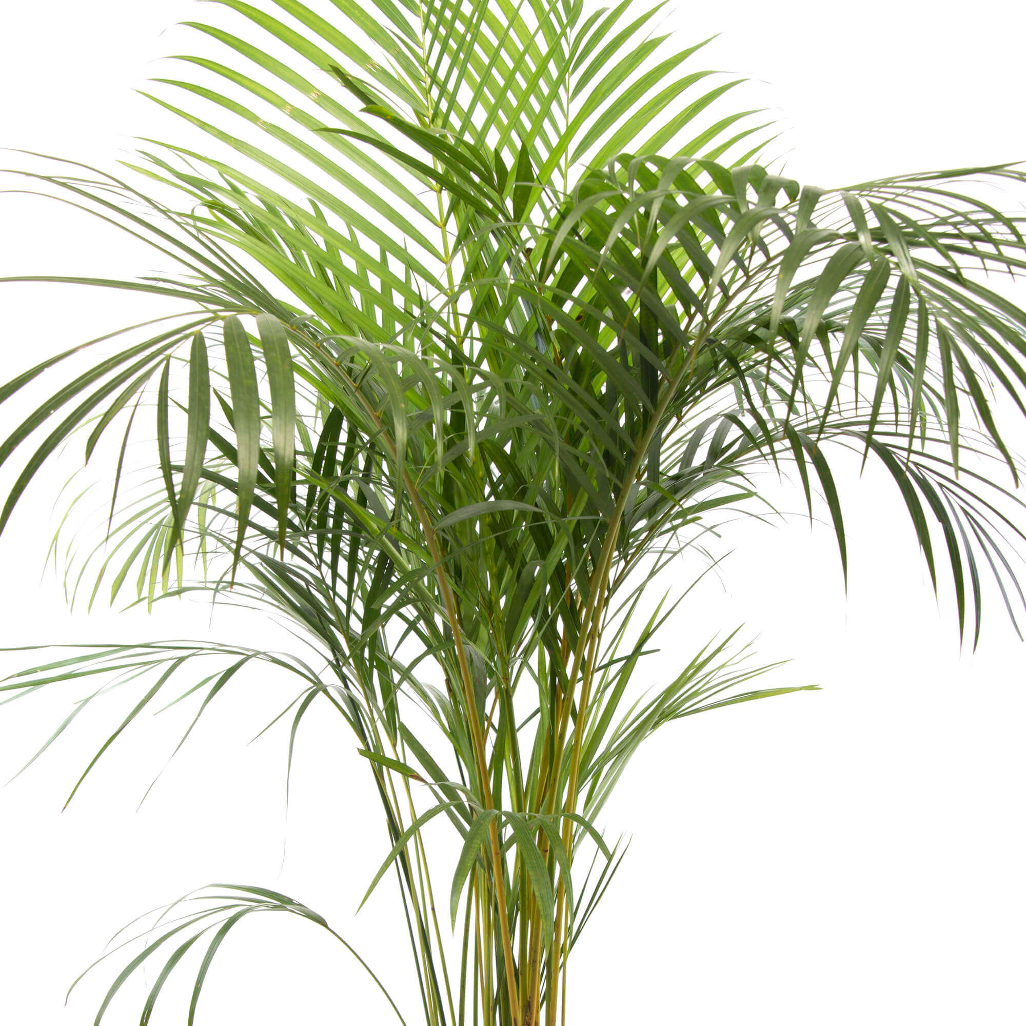 PALMERA ARECCA M21 Zoe Nursery PALMERA ARECCA M21 Zoe Nursery